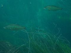 Cymatogaster aggregata