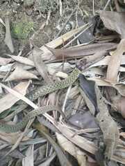 Erythrolamprus typhlus