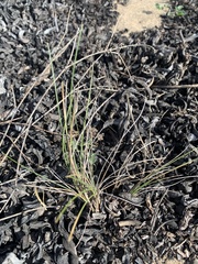 Poa douglasii