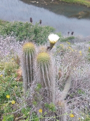 Trichocereus chiloensis