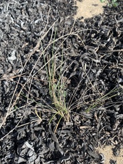 Poa douglasii