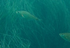 Cymatogaster aggregata