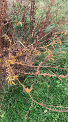 Agrimonia parviflora