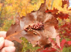 Callirhytis piperoides