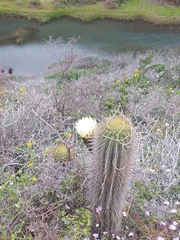 Trichocereus chiloensis