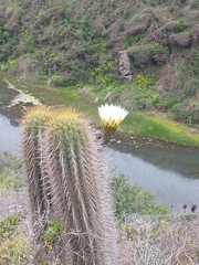 Trichocereus chiloensis