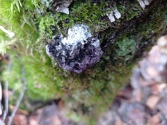 Nectriopsis violacea