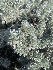 Lupinus albifrons