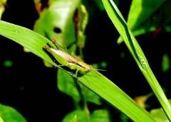Oxyini