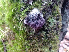 Nectriopsis violacea