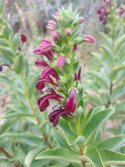 Lobelia polyphylla
