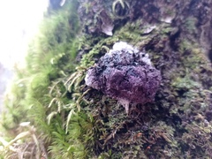 Nectriopsis violacea