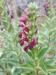 Lobelia polyphylla