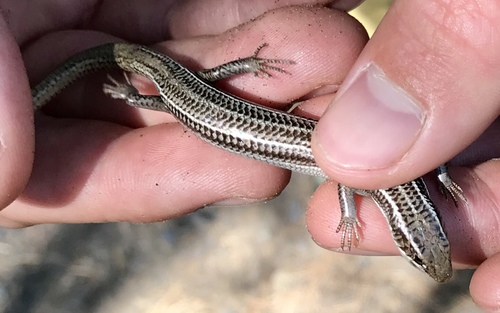 Many-lined Skink