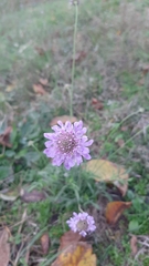 Sixalix atropurpurea