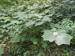 Alangium platanifolium