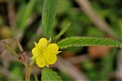 Corchorus confusus