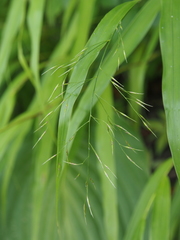 Hakonechloa macra