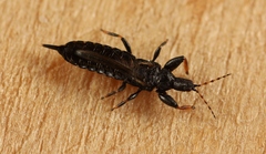 Acanthothrips nodicornis