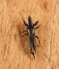 Acanthothrips nodicornis