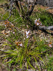 Stylidium affine