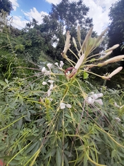 Tarenaya longicarpa