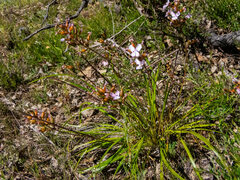Stylidium affine