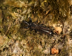 Acanthothrips nodicornis