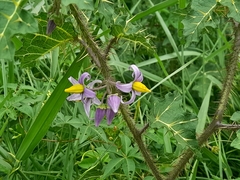 Solanum palinacanthum