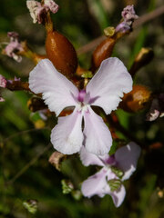 Stylidium affine