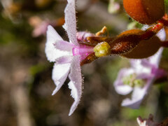 Stylidium affine