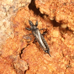 Acanthothrips nodicornis