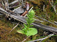 Cullumia reticulata