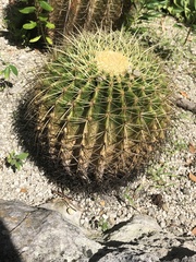 Kroenleinia grusonii