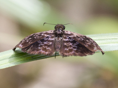 Hesperiidae