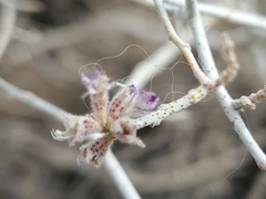 Psorothamnus polydenius