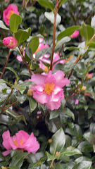 Camellia sasanqua