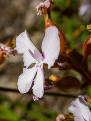 Stylidium affine