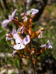 Stylidium affine