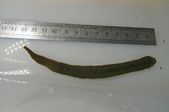 Erpobdellidae