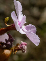 Stylidium affine
