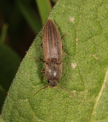 Agriotes lineatus