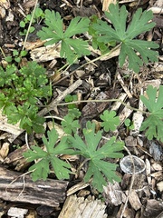Geranium carolinianum