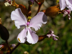 Stylidium affine