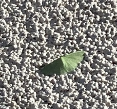 Chlorochlamys phyllinaria