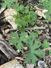 Geranium carolinianum