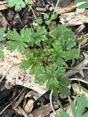 Geranium carolinianum