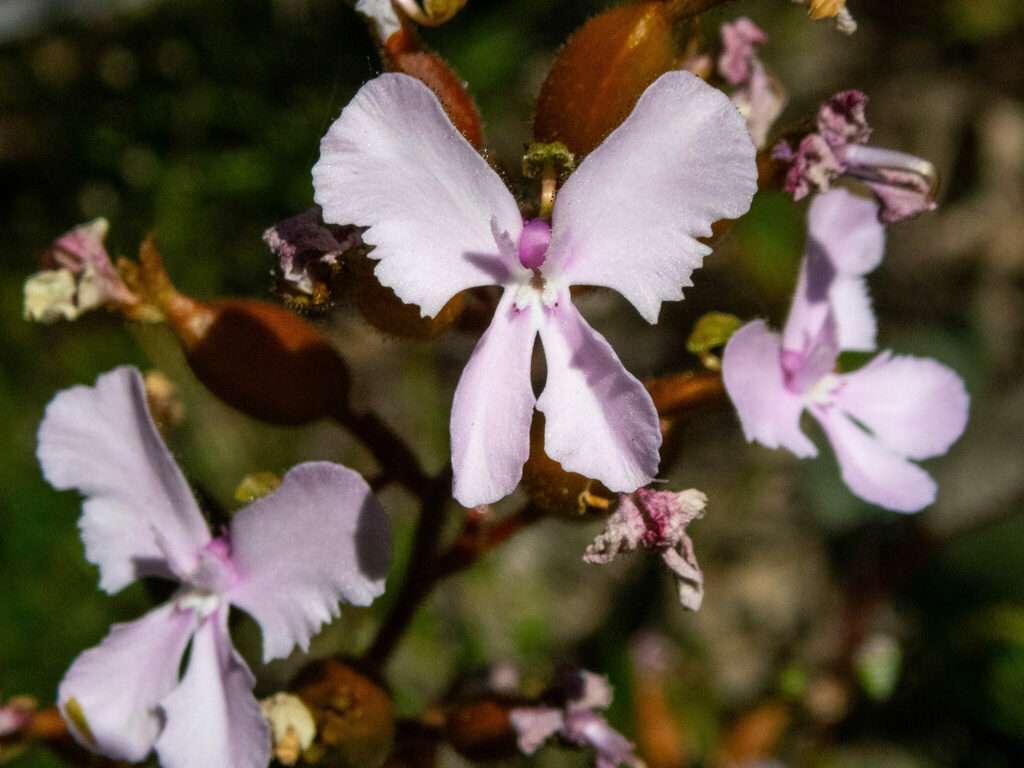 Queen Triggerplant