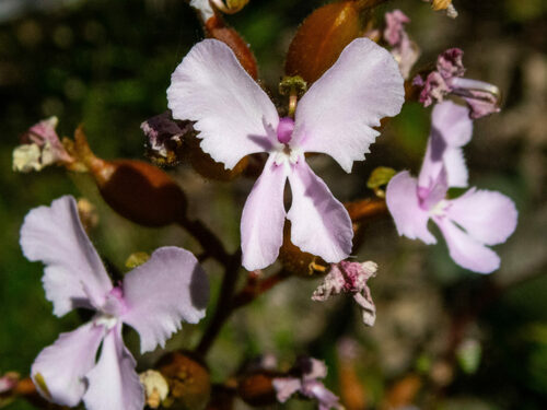 Stylidium affine Sond.