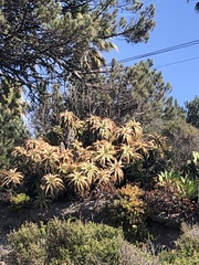 Aloe arborescens